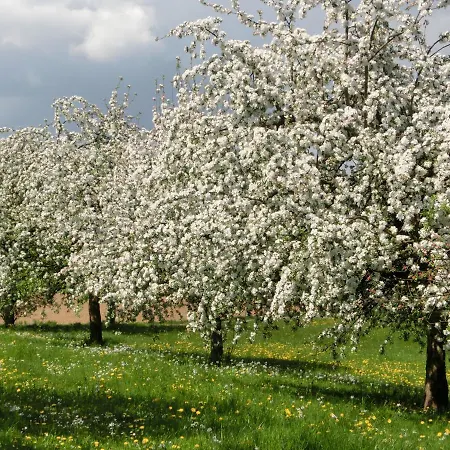 In Der Obstwiese